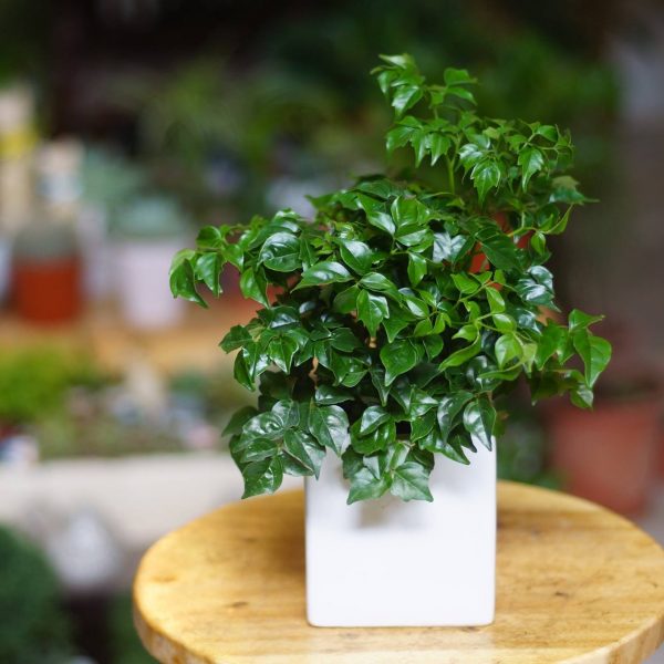 Trồng 1 trong 5 loại cây này, mệnh Thủy như có 