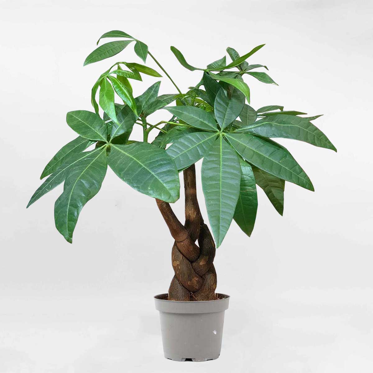 Trồng 1 trong 5 loại cây này, mệnh Thủy như có 
