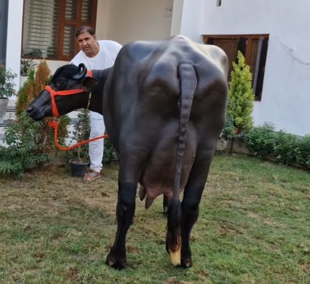 Con trâu cái "khổng lồ" được trả 445 triệu đồng, chủ nhân vẫn từ chối bán- Ảnh 1.