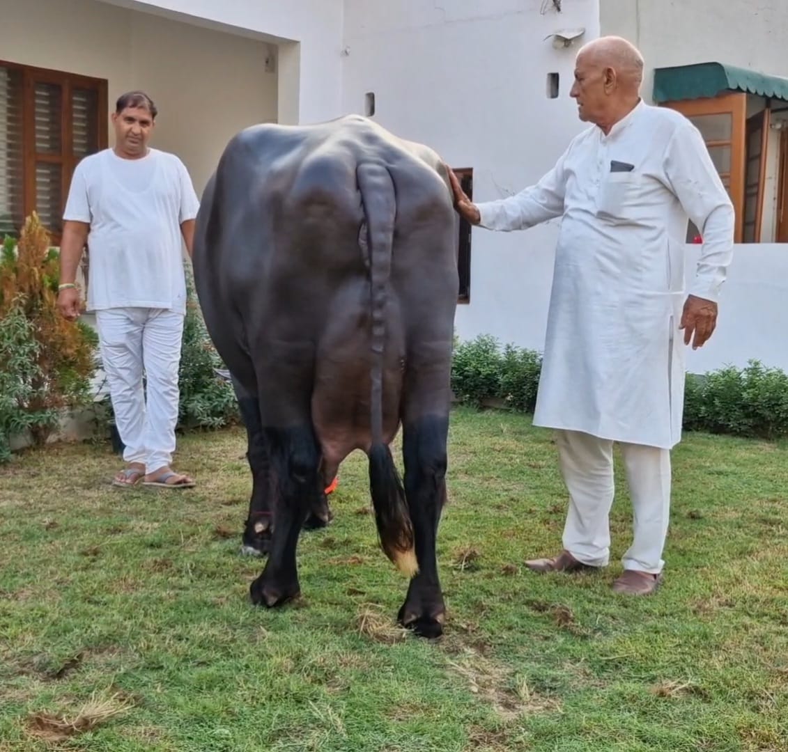 Con trâu cái "khổng lồ" được trả 445 triệu đồng, chủ nhân vẫn từ chối bán- Ảnh 2.