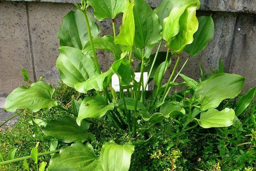 Trồng 1 trong 5 loại cây này, mệnh Thủy như có 