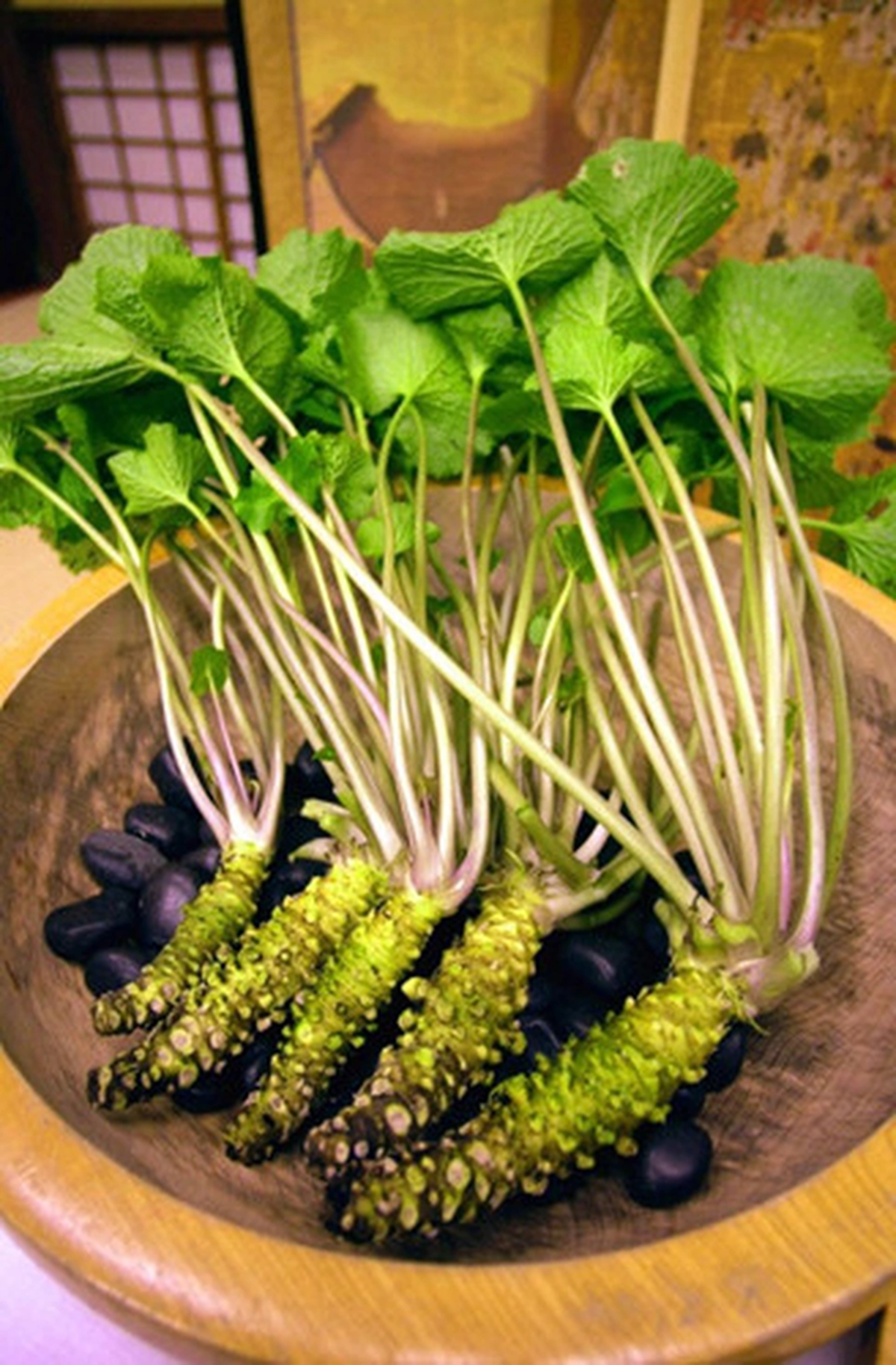 Loại củ đắt đỏ bậc nhất thế giới giá 6 triệu đồng/kg, Việt Nam cũng có người trồng thành công- Ảnh 2.