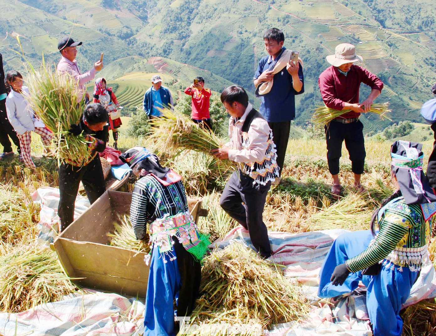 Rực rỡ, bát ngát ruộng bậc thang ở Xím Vàng- Ảnh 6.