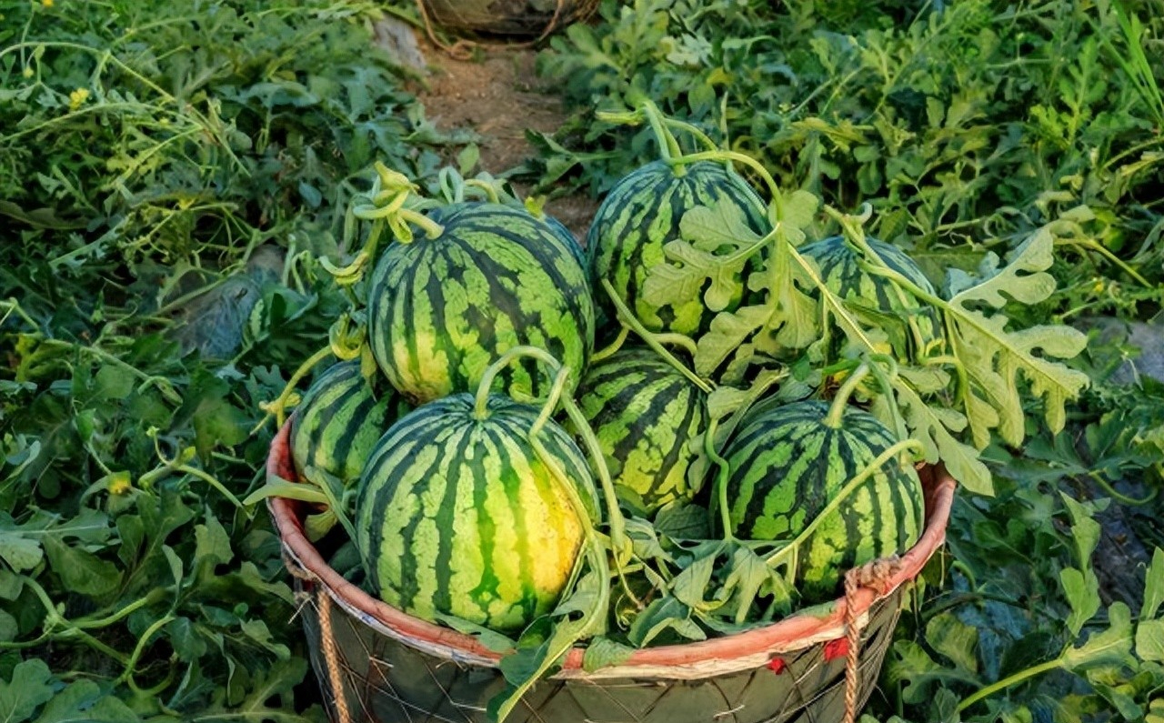 Nhờ lão nông trồng dưa hấu nhắc nhở, tôi vội "mách" lại cho người nhà, kể từ đó đều mua được loại ngon "10 quả như 1"- Ảnh 1.