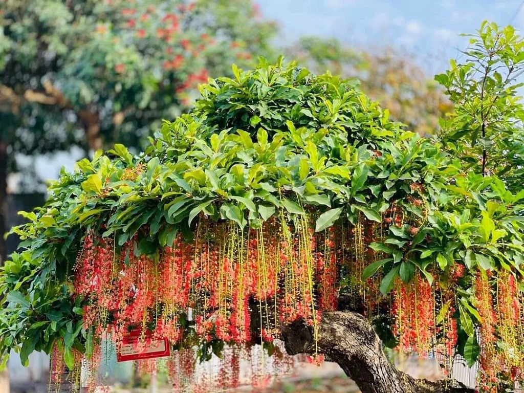 Ông bà dặn: 