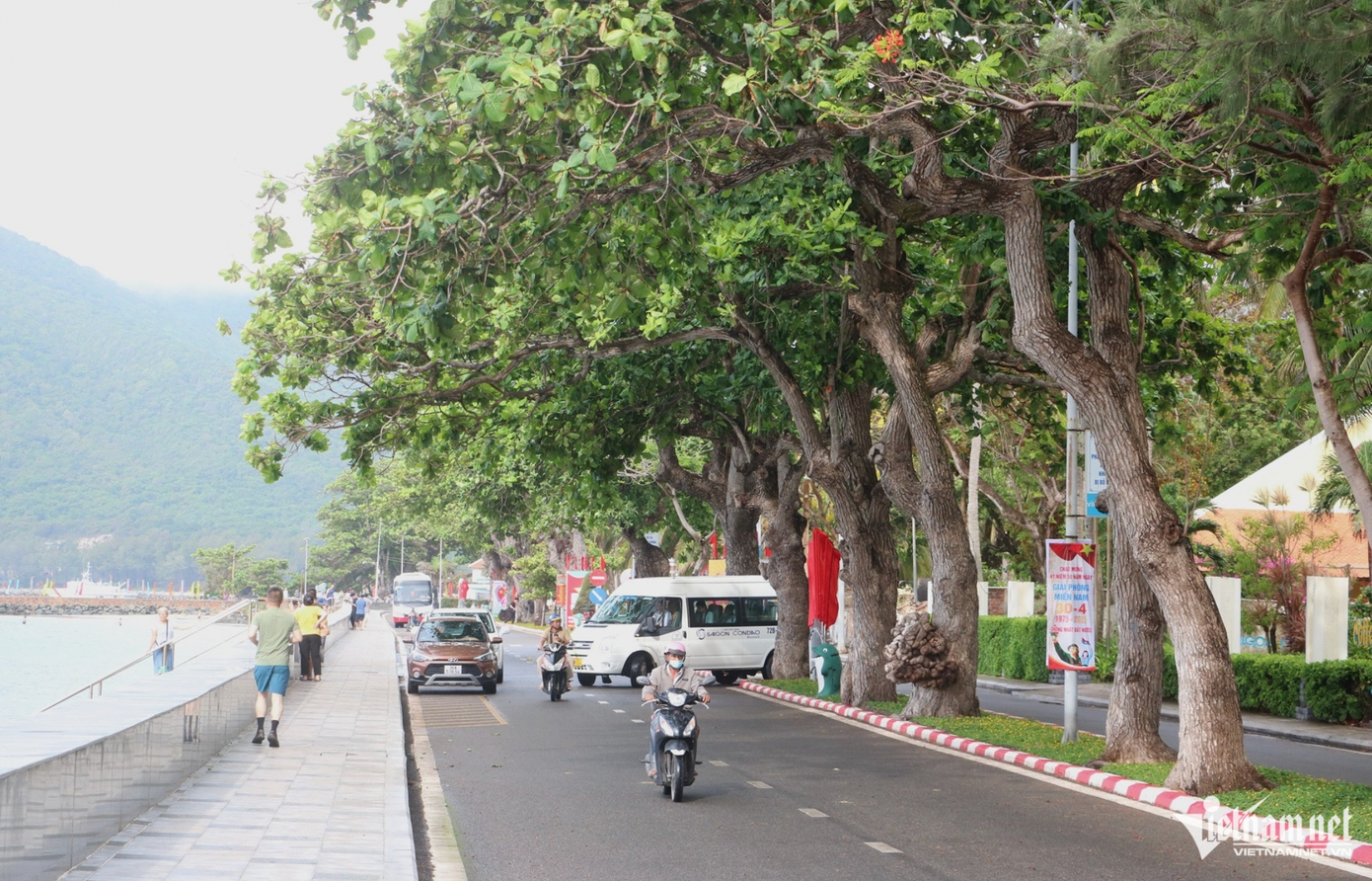 Những “cụ bàng” trăm tuổi trụ vững giữa gió biển Côn Đảo: Vì sao có thể sống lâu đến vậy?- Ảnh 1.