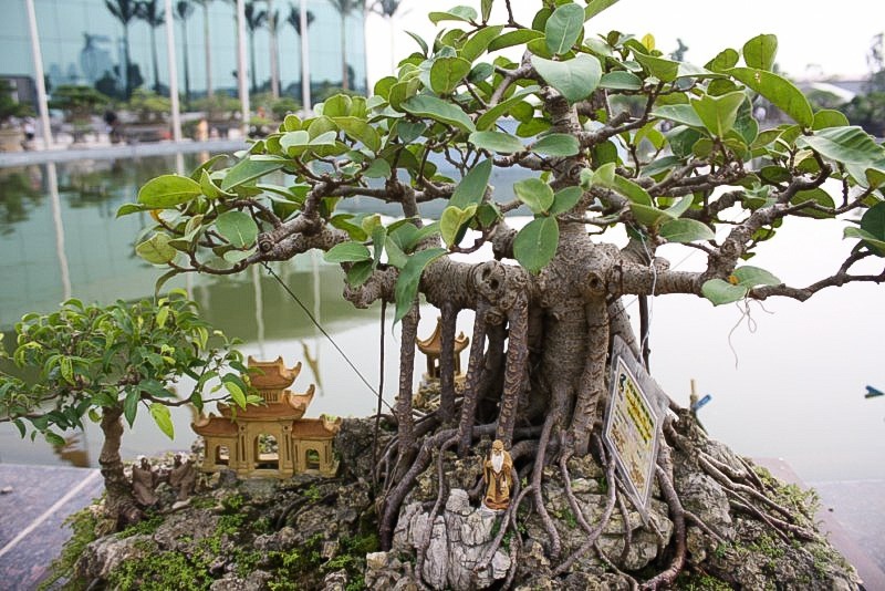 5 loài cây người giàu KHÔNG bao giờ trồng: Đậm 