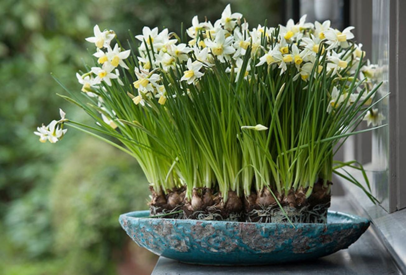 5 loài cây người giàu KHÔNG bao giờ trồng: Đậm 