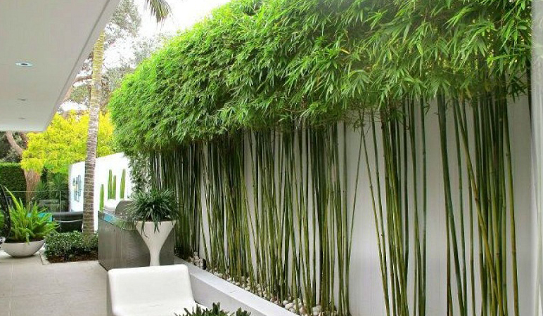 5 loài cây người giàu KHÔNG bao giờ trồng: Đậm 