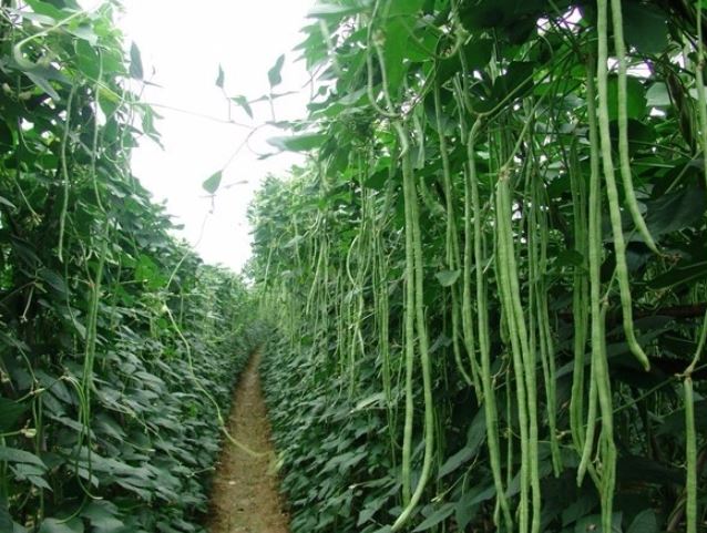 Loại rau dài nhất Việt Nam, vừa bổ xương vừa ngừa ung thư, ở quê mọc um tùm như cỏ- Ảnh 1.
