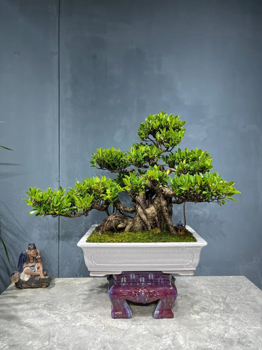 “Trong nhà có một cây, cả nhà ấm no": 5 loại cây nội thất đẹp, dễ sống, tăng sinh khí cho tổ ấm- Ảnh 16.
