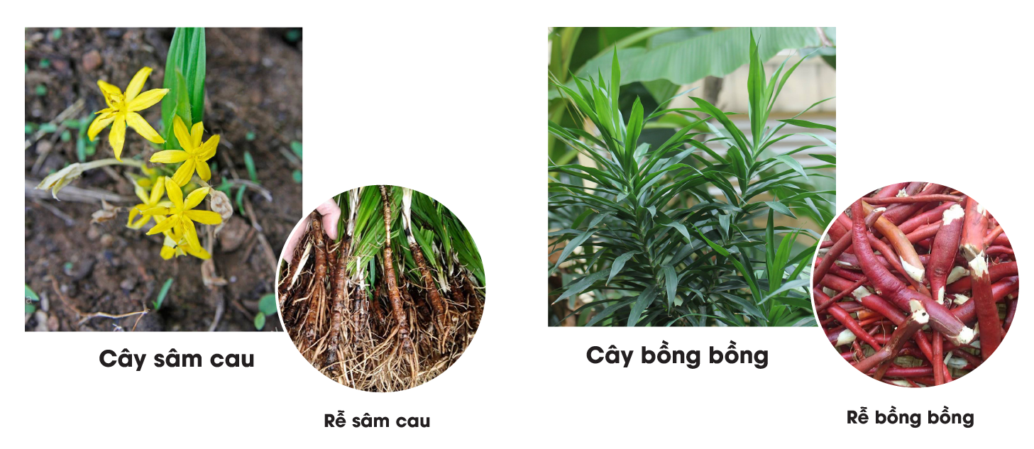 Loài cây dại "thấy là nhổ bỏ" không ngờ nay nửa triệu đồng/kg- Ảnh 2.