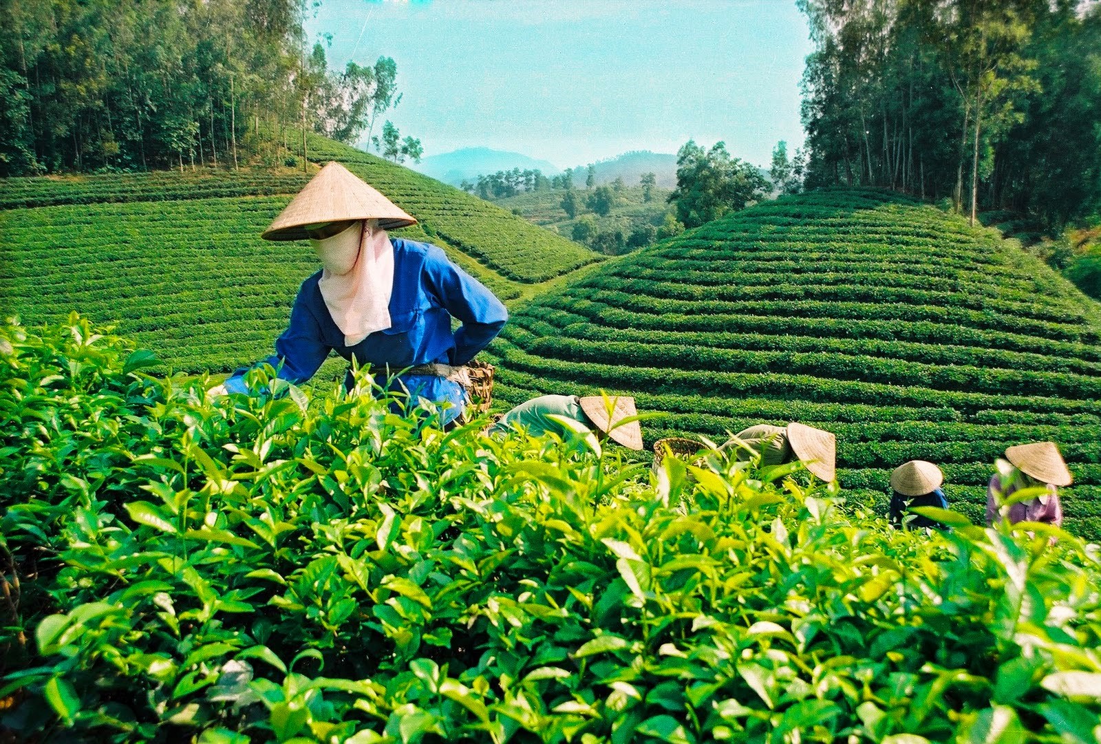 Đặc sản đắt nhất thế giới 30 tỷ/kg, Việt Nam có loại tương tự, ngon không kém và cực kỳ phải chăng- Ảnh 2.