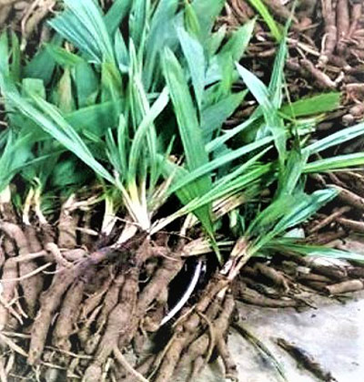 Loài cây dại "thấy là nhổ bỏ" không ngờ nay nửa triệu đồng/kg- Ảnh 3.