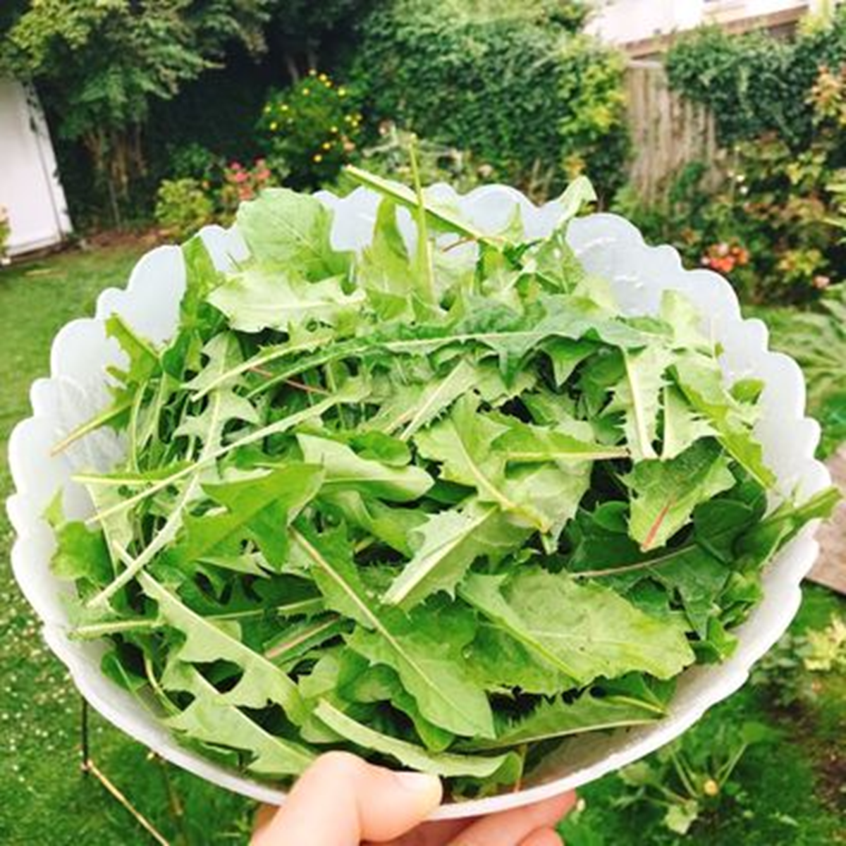 Mỹ đánh giá "rau tốt nhất thế giới" hóa ra là rau quen thuộc mọc như cỏ dại ở nước ta- Ảnh 2.