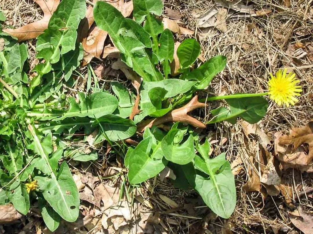 Mỹ đánh giá "rau tốt nhất thế giới" hóa ra là rau quen thuộc mọc như cỏ dại ở nước ta- Ảnh 1.