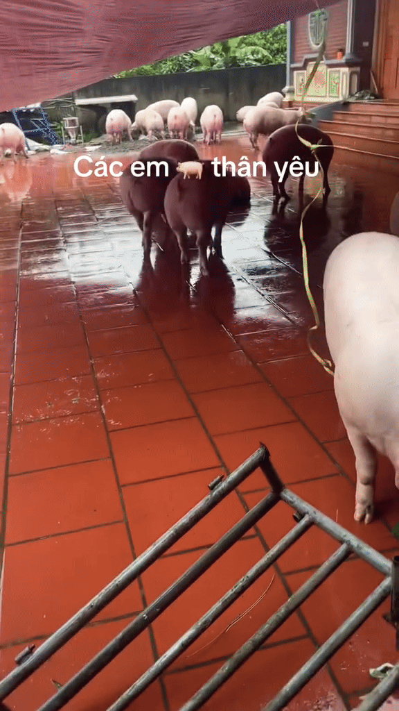 Các 