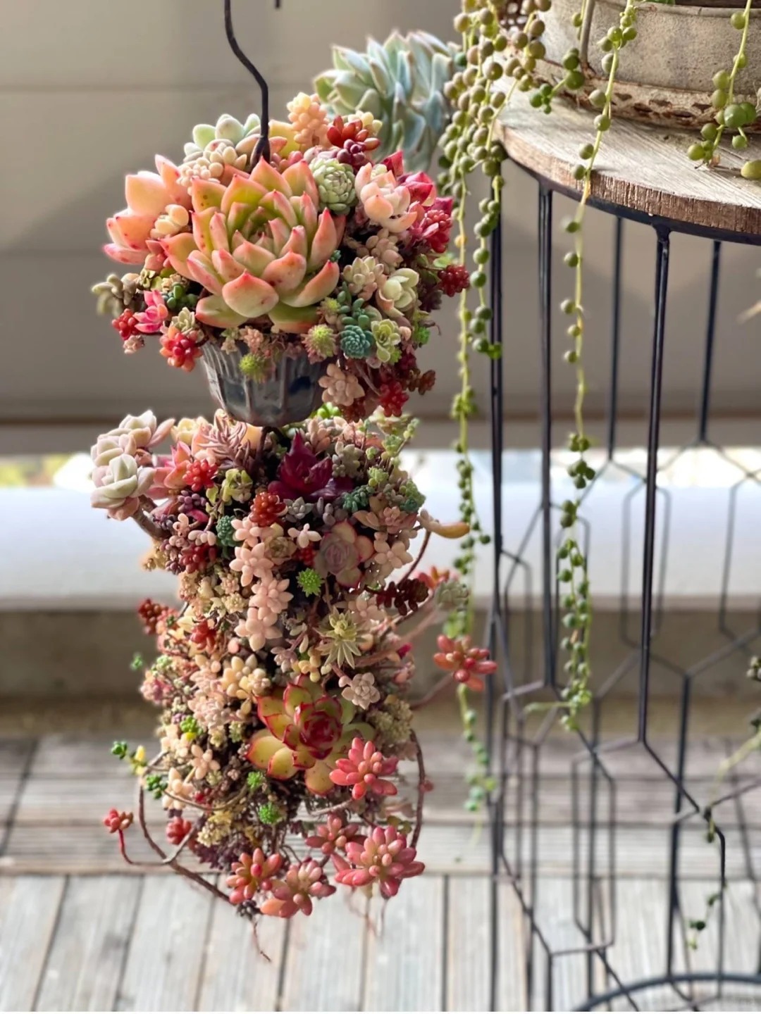 Sinh mùa hè dễ khuyết Thủy: Vì sao muốn “đổi vận” nên trồng cây sen đá?- Ảnh 12. Sinh mùa hè dễ khuyết Thủy: Vì sao muốn “đổi vận” nên trồng cây sen đá?- Ảnh 12.