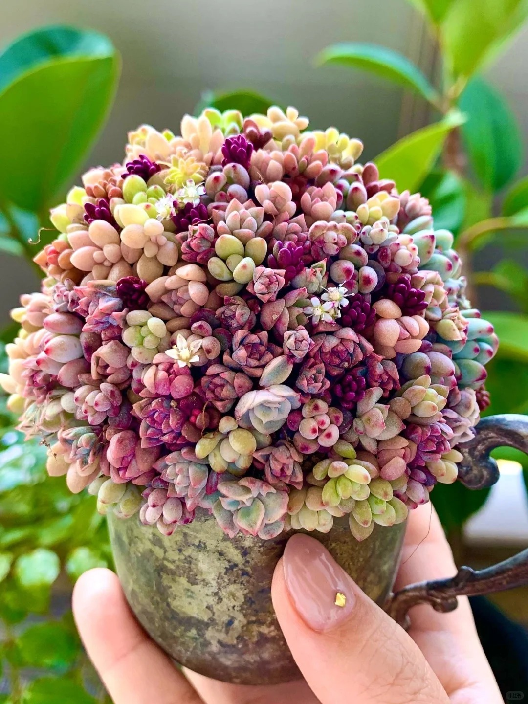 Sinh mùa hè dễ khuyết Thủy: Vì sao muốn “đổi vận” nên trồng cây sen đá?- Ảnh 10. Sinh mùa hè dễ khuyết Thủy: Vì sao muốn “đổi vận” nên trồng cây sen đá?- Ảnh 10.