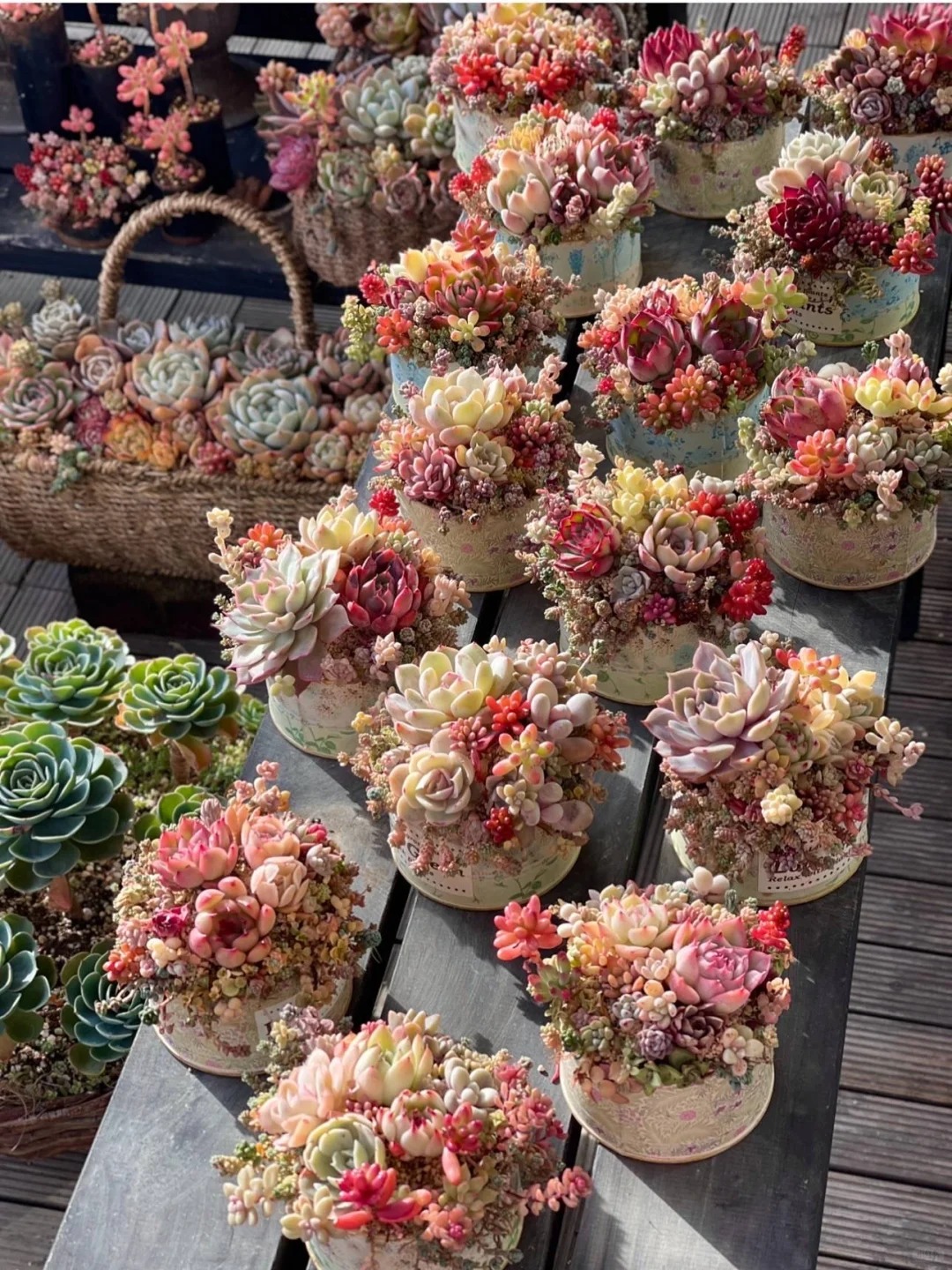 Sinh mùa hè dễ khuyết Thủy: Vì sao muốn “đổi vận” nên trồng cây sen đá?- Ảnh 1. Sinh mùa hè dễ khuyết Thủy: Vì sao muốn “đổi vận” nên trồng cây sen đá?- Ảnh 1.