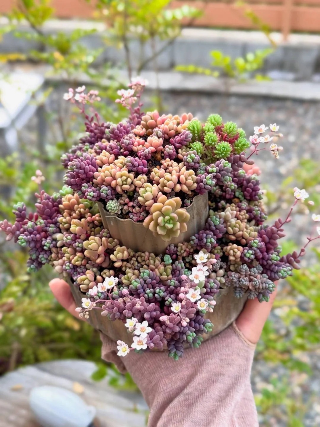 Sinh mùa hè dễ khuyết Thủy: Vì sao muốn “đổi vận” nên trồng cây sen đá?- Ảnh 6. Sinh mùa hè dễ khuyết Thủy: Vì sao muốn “đổi vận” nên trồng cây sen đá?- Ảnh 6.