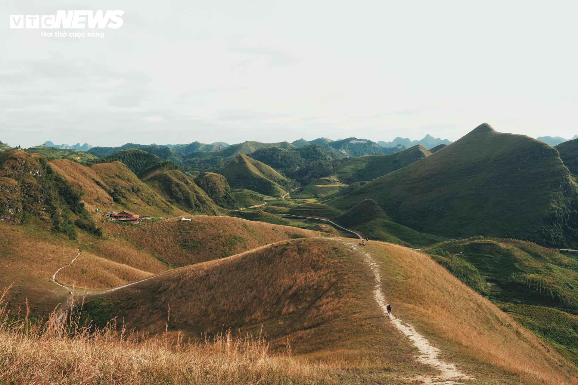 Mùa cỏ cháy phủ vàng đồi Ba Quáng giữa núi rừng Cao Bằng- Ảnh 1. Mùa cỏ cháy phủ vàng đồi Ba Quáng giữa núi rừng Cao Bằng- Ảnh 1.