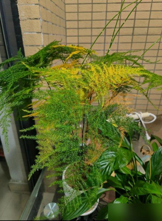 “Hoa âm không thể vào nhà dương”: 5 loại hoa tưởng đẹp nhưng dễ khiến nhà bạn bí bách, hao tài, nên dọn ra ngay- Ảnh 2.