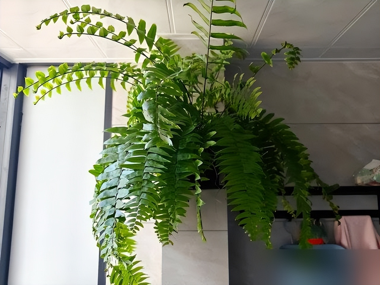 “Hoa âm không thể vào nhà dương”: 5 loại hoa tưởng đẹp nhưng dễ khiến nhà bạn bí bách, hao tài, nên dọn ra ngay- Ảnh 1.