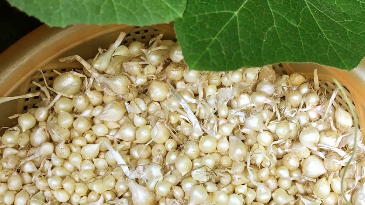 5 loài cây khiến rắn kinh sợ, thấy là lập tức bỏ đi: Dễ trồng, giá rẻ mà hiệu quả bất ngờ- Ảnh 2. 5 loài cây khiến rắn kinh sợ, thấy là lập tức bỏ đi: Dễ trồng, giá rẻ mà hiệu quả bất ngờ- Ảnh 2.