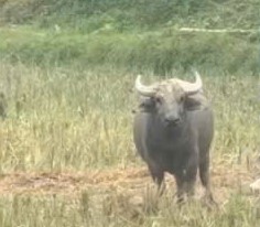 Xuất hiện con trâu lạ liên tiếp đuổi húc người- Ảnh 1.