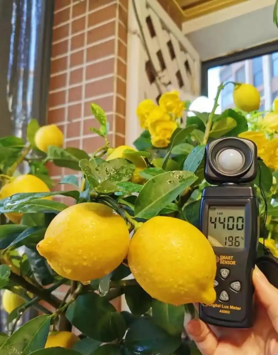 Khu vườn 6m2 khiến trăm nghìn người theo dõi vì quá 