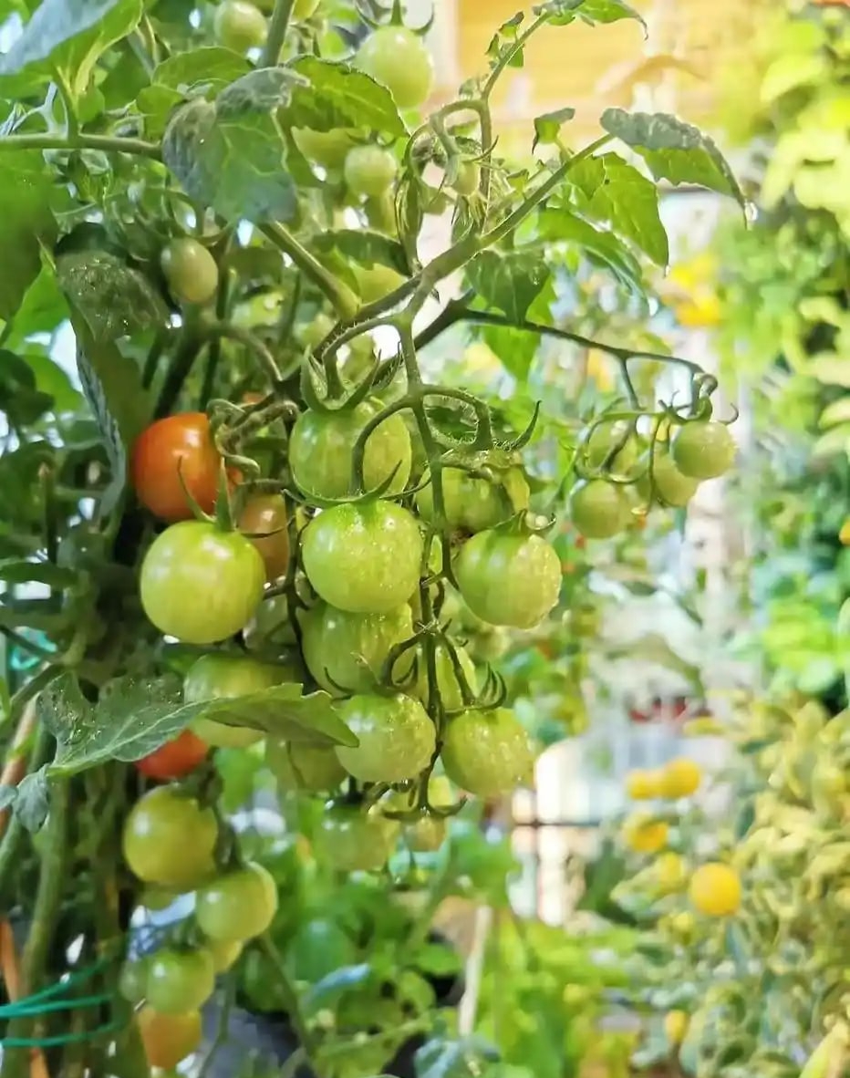 Khu vườn 6m2 khiến trăm nghìn người theo dõi vì quá 