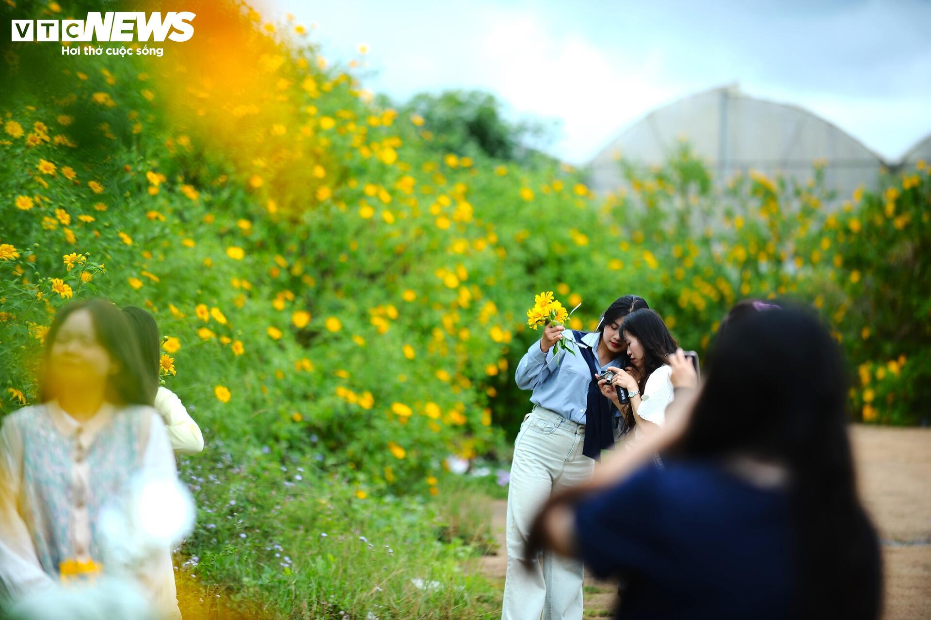 Dã quỳ nhuộm vàng phố núi, Đà Lạt vào mùa đẹp nhất năm- Ảnh 1.