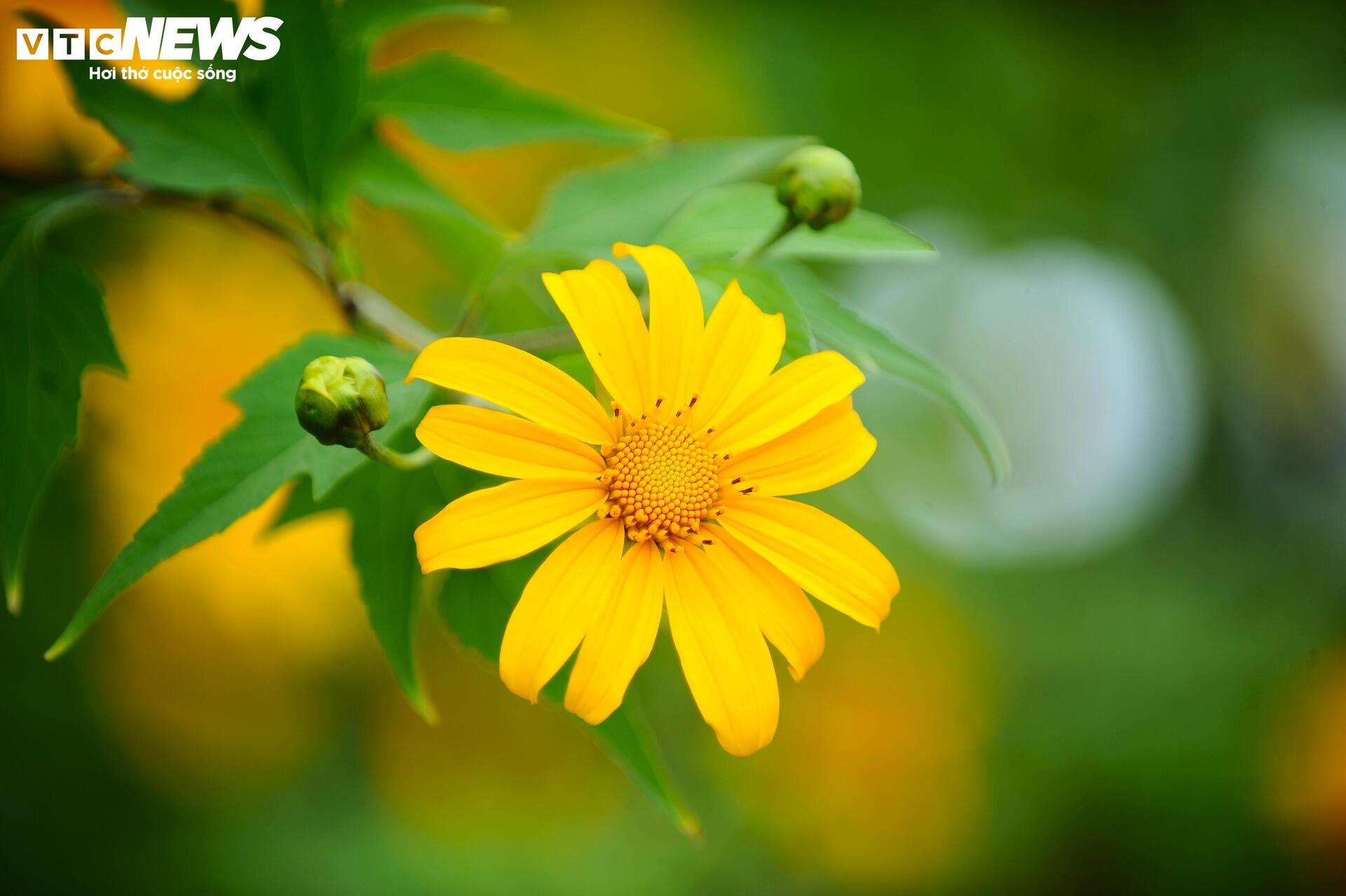 Dã quỳ nhuộm vàng phố núi, Đà Lạt vào mùa đẹp nhất năm- Ảnh 13.