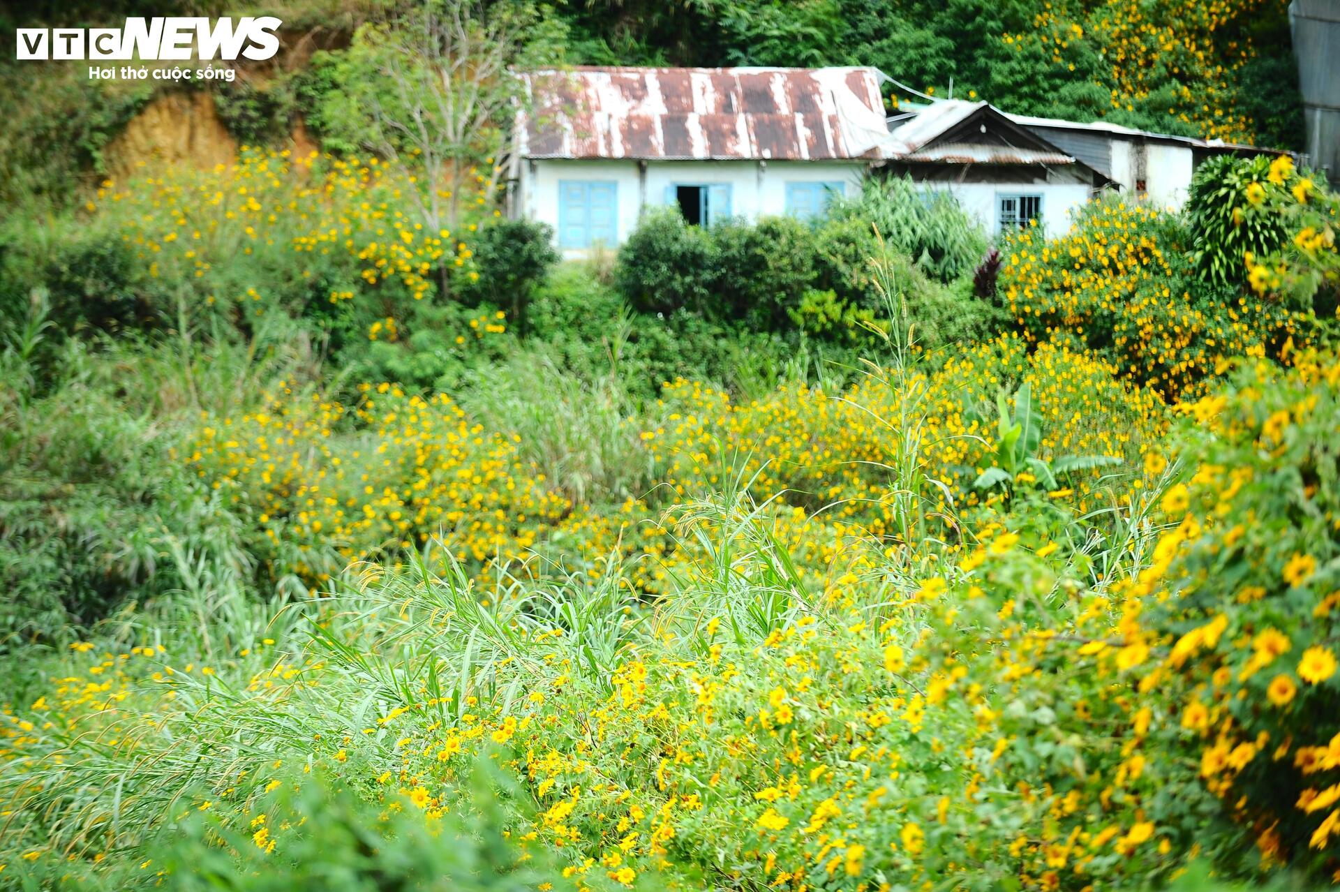 Dã quỳ nhuộm vàng phố núi, Đà Lạt vào mùa đẹp nhất năm- Ảnh 5.