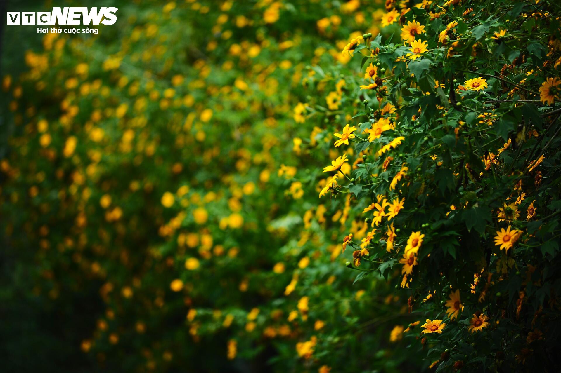 Dã quỳ nhuộm vàng phố núi, Đà Lạt vào mùa đẹp nhất năm- Ảnh 10.