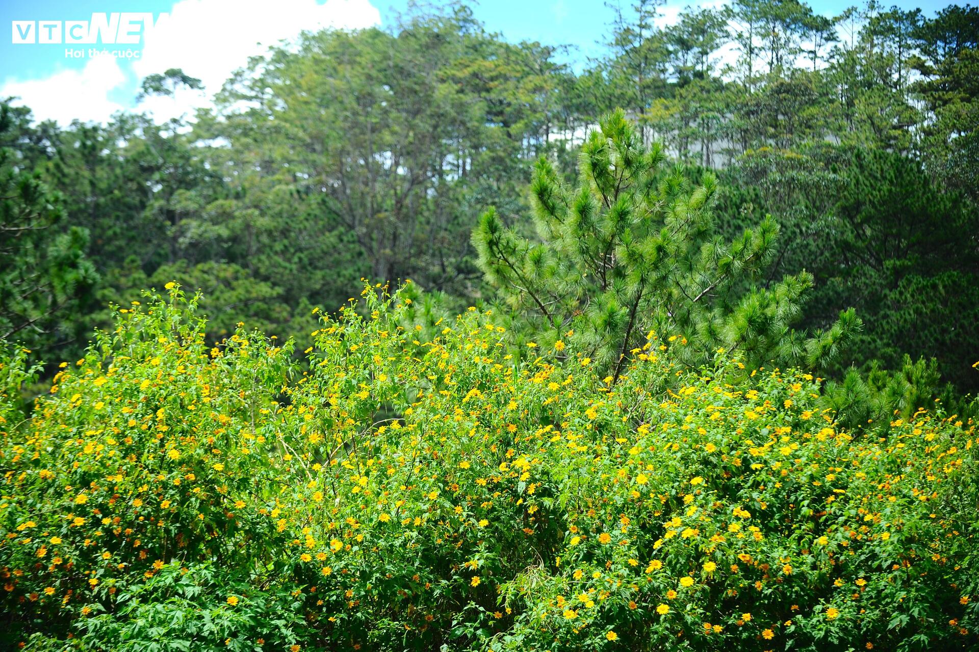 Dã quỳ nhuộm vàng phố núi, Đà Lạt vào mùa đẹp nhất năm- Ảnh 16.