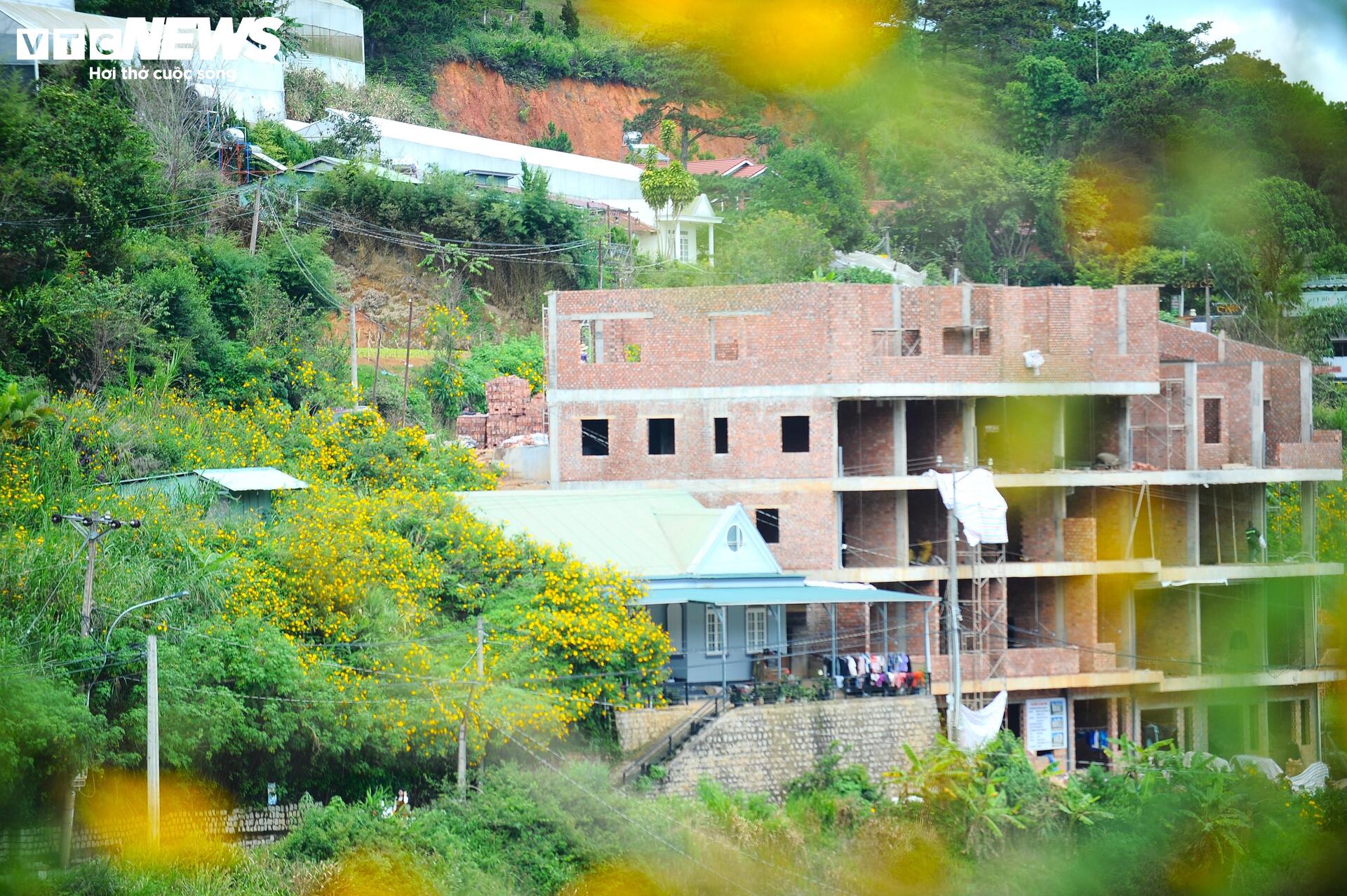 Dã quỳ nhuộm vàng phố núi, Đà Lạt vào mùa đẹp nhất năm- Ảnh 18.