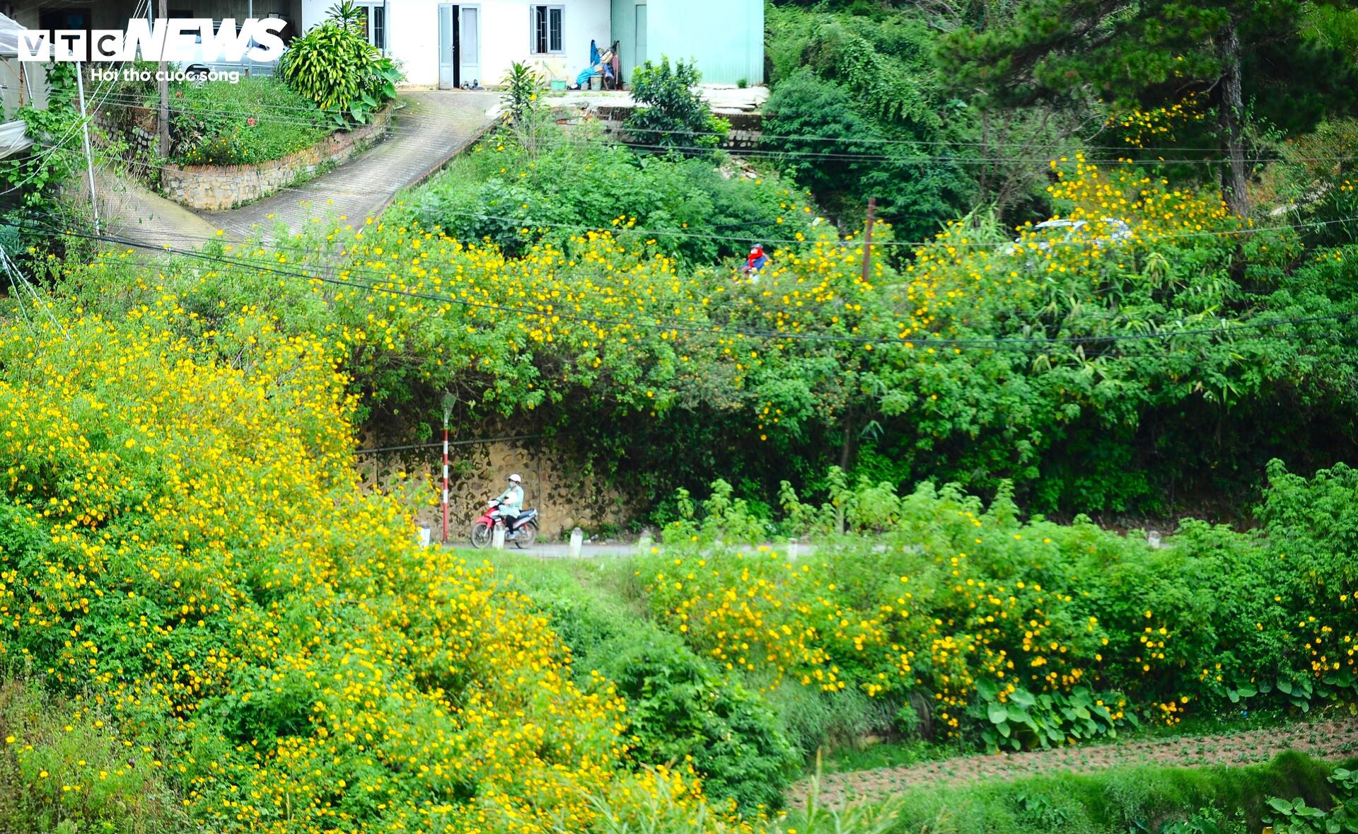 Dã quỳ nhuộm vàng phố núi, Đà Lạt vào mùa đẹp nhất năm- Ảnh 6.