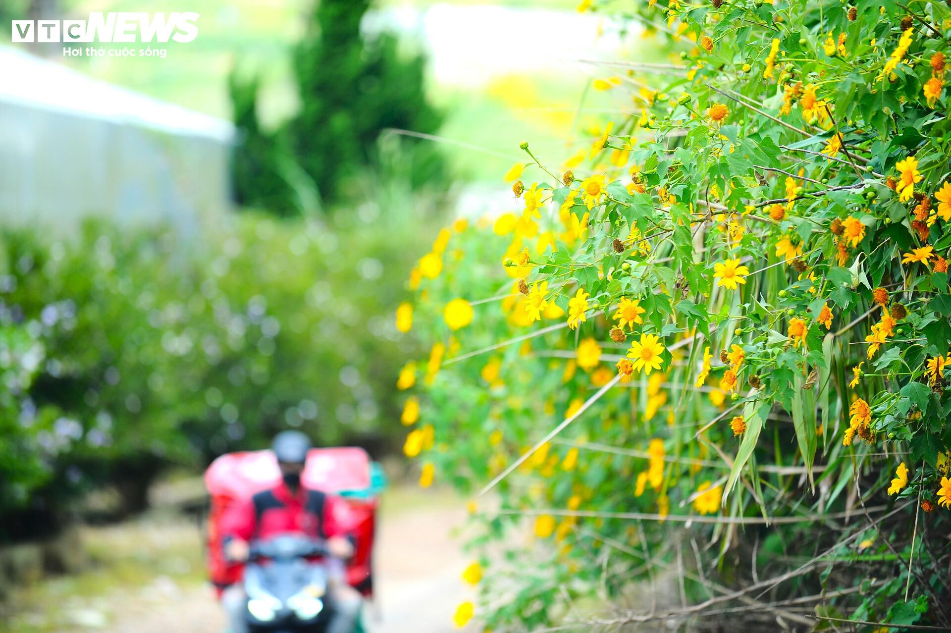 Dã quỳ nhuộm vàng phố núi, Đà Lạt vào mùa đẹp nhất năm- Ảnh 15.