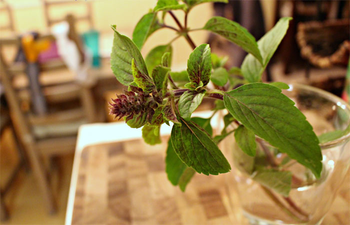 3 loại cây đuổi muỗi, lọc không khí hiệu quả cực dễ trồng- Ảnh 1. 3 loại cây đuổi muỗi, lọc không khí hiệu quả cực dễ trồng- Ảnh 1.