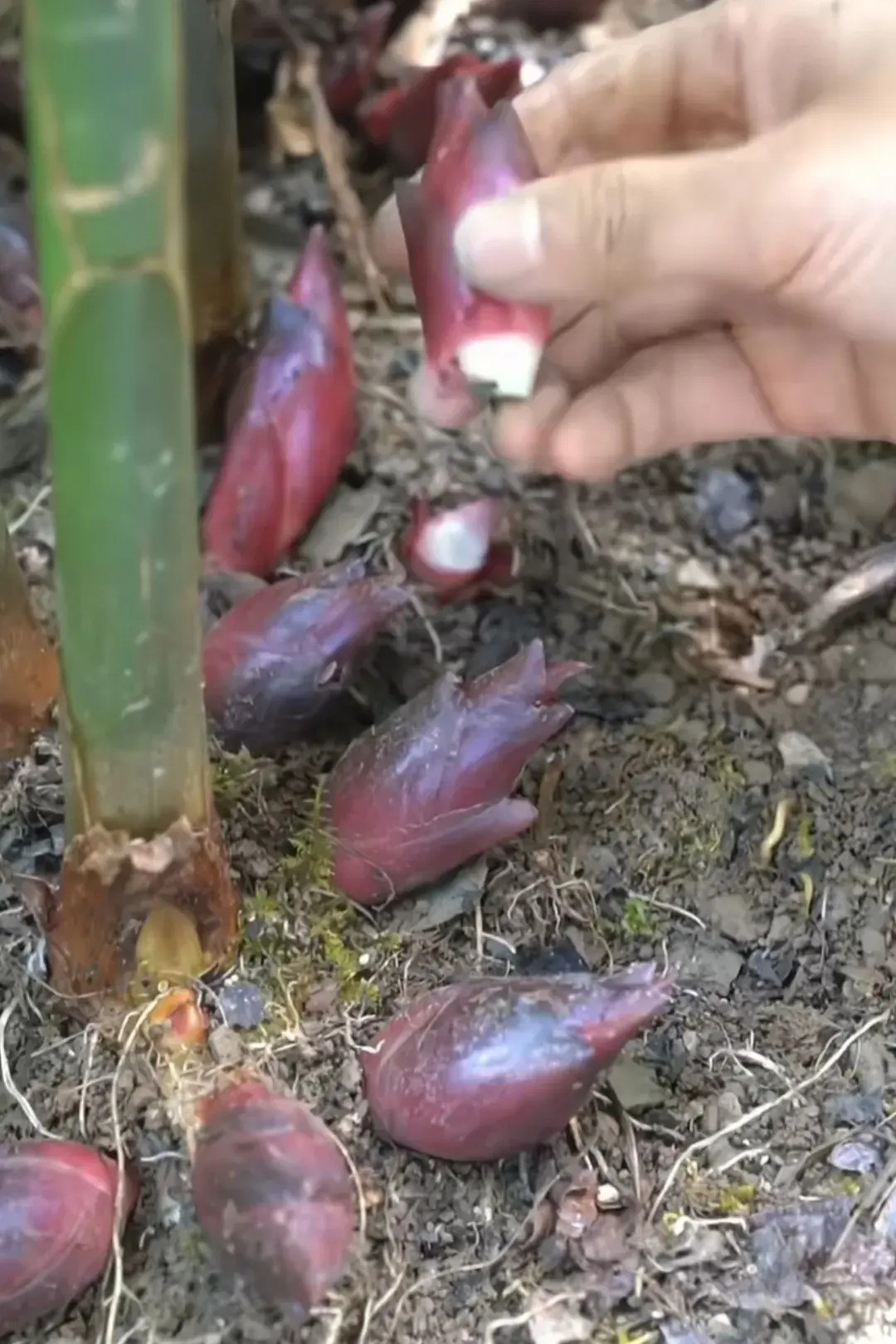 Loại rau mọc hoang ở rừng nhưng được coi là "nhân sâm châu Á"- Ảnh 2.