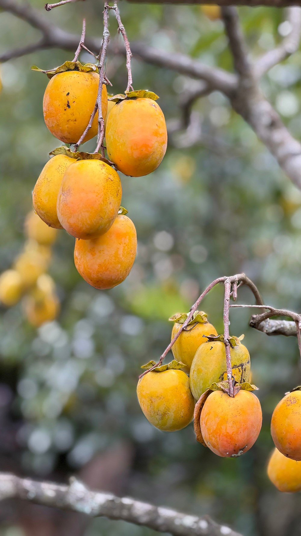 Mộc Châu mùa hồng chín, ai đến cũng ngẩn ngơ- Ảnh 16.