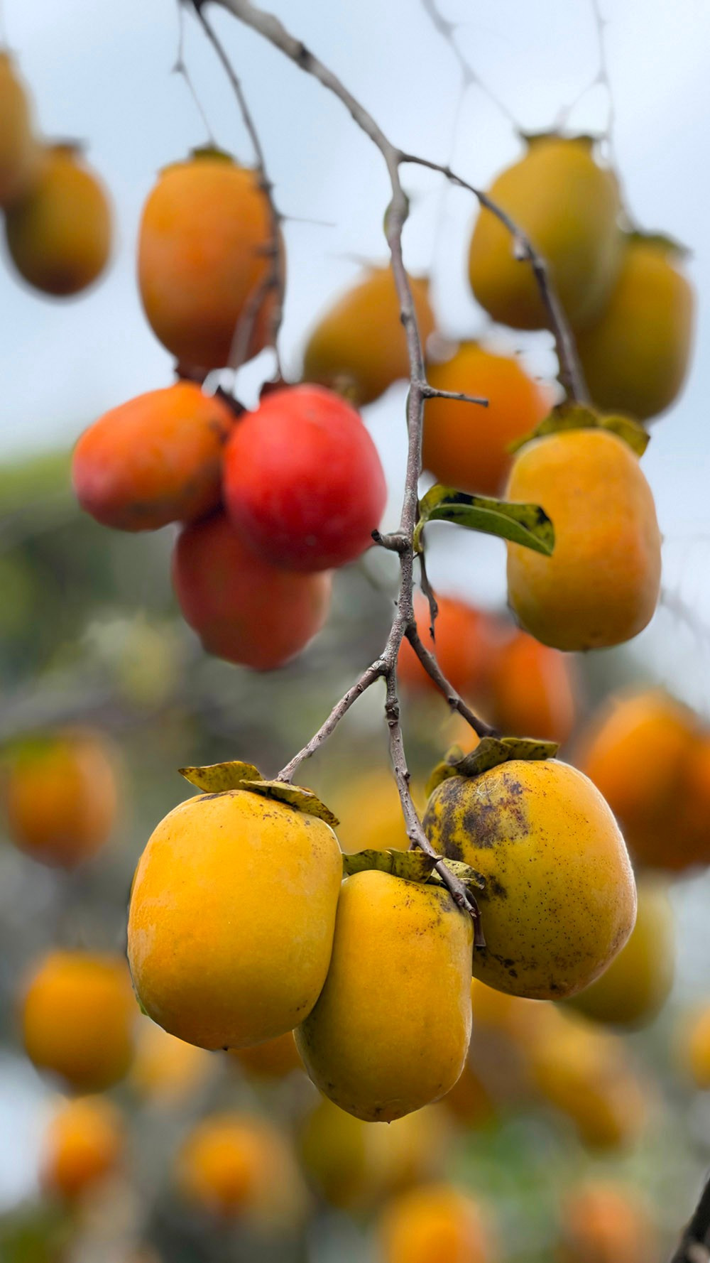 Mộc Châu mùa hồng chín, ai đến cũng ngẩn ngơ- Ảnh 14.