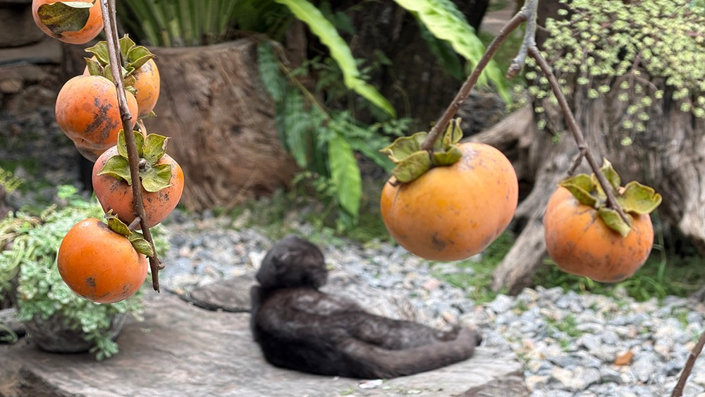 Mộc Châu mùa hồng chín, ai đến cũng ngẩn ngơ- Ảnh 8.