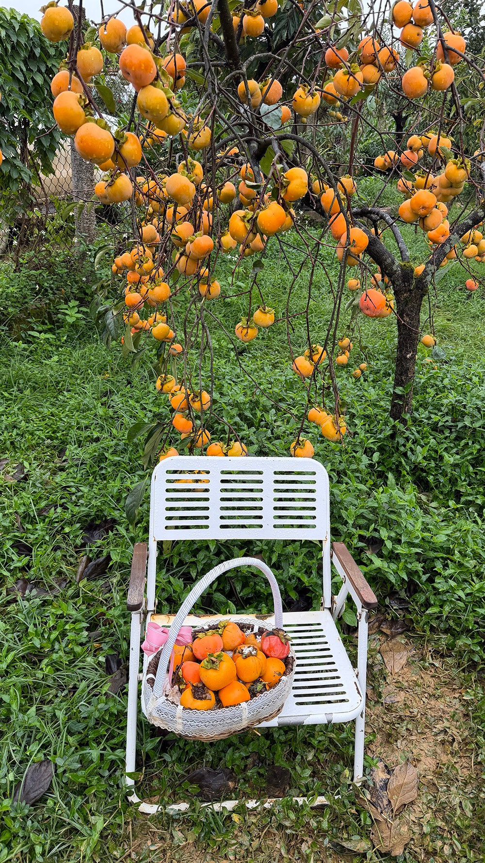 Mộc Châu mùa hồng chín, ai đến cũng ngẩn ngơ- Ảnh 13.