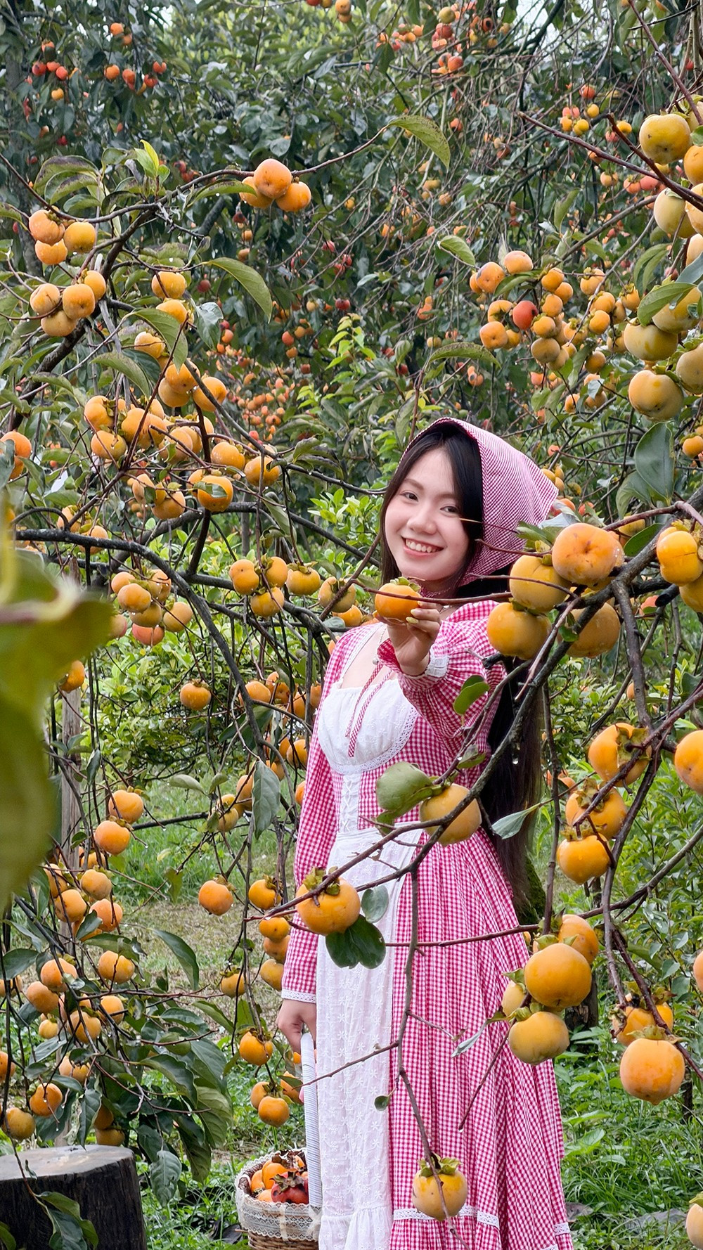 Mộc Châu mùa hồng chín, ai đến cũng ngẩn ngơ- Ảnh 17.
