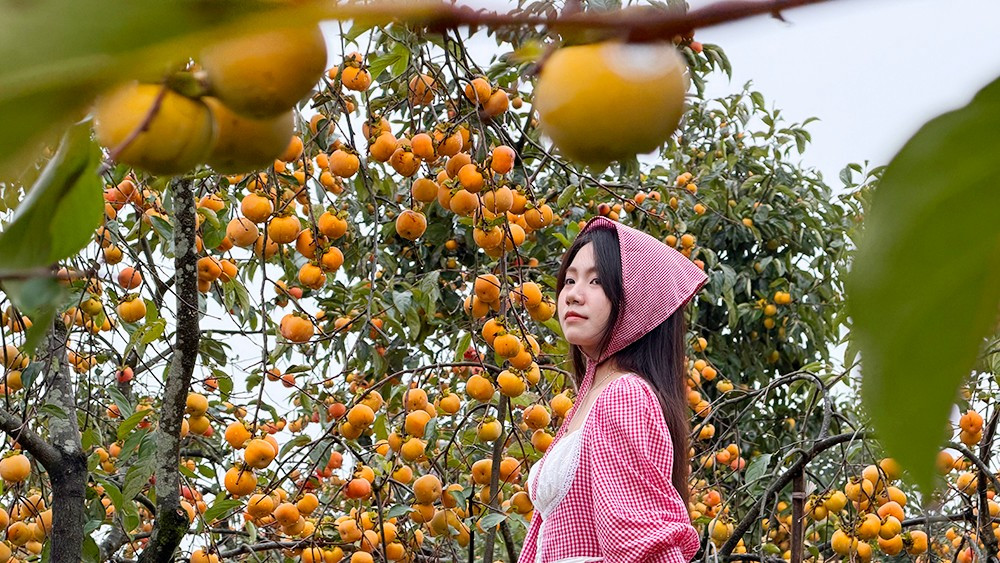 Mộc Châu mùa hồng chín, ai đến cũng ngẩn ngơ- Ảnh 9.