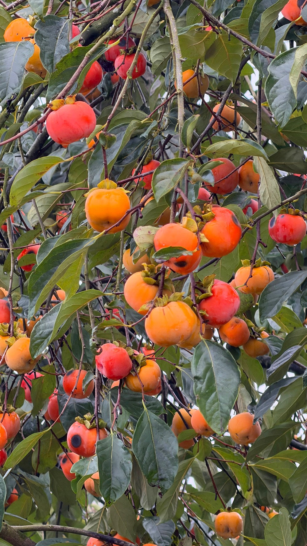 Mộc Châu mùa hồng chín, ai đến cũng ngẩn ngơ- Ảnh 3.