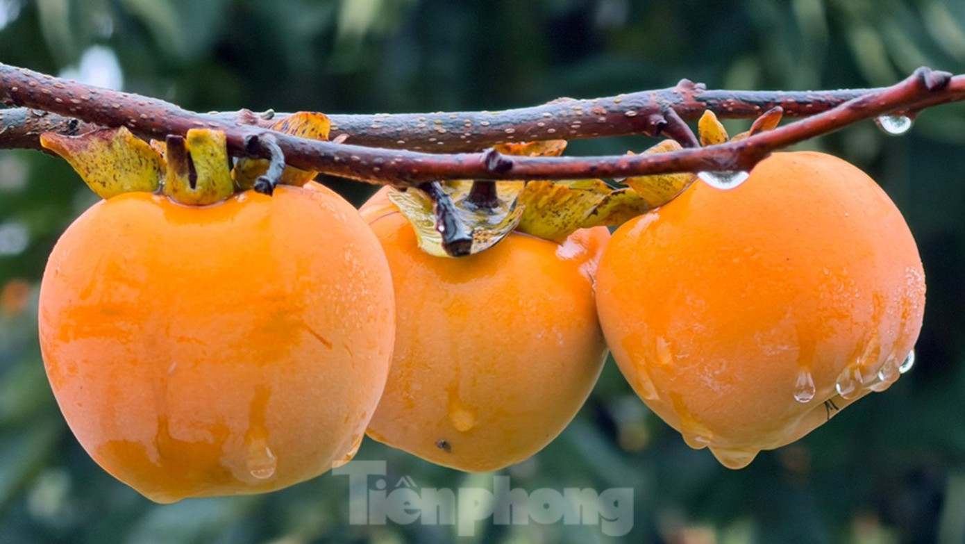 Mộc Châu mùa hồng chín, ai đến cũng ngẩn ngơ- Ảnh 5.